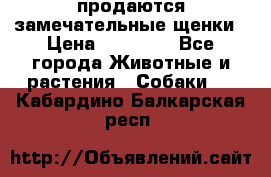 продаются замечательные щенки › Цена ­ 10 000 - Все города Животные и растения » Собаки   . Кабардино-Балкарская респ.